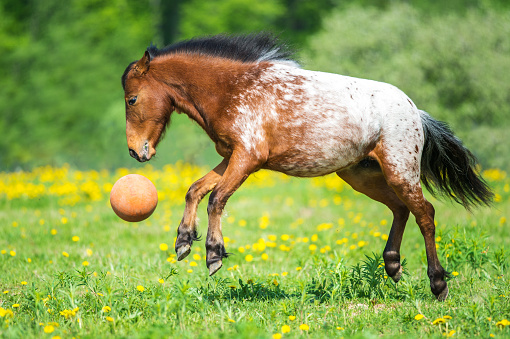 Appaloosa horse playing with a ball on meadow in summer