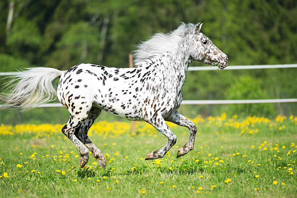 Appaloosa horse runs gallop on the meadow in summer time Appaloosa horse runs gallop on the meadow in summer appaloosa stock pictures, royalty-free photos & images