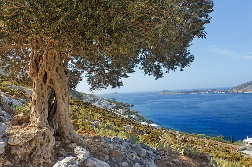 South European landscape with huge ancient olive tree and sea blue bay on Greek Kalymnos island