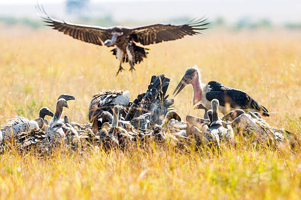 istock Marabou Stork and Vultures 591796248