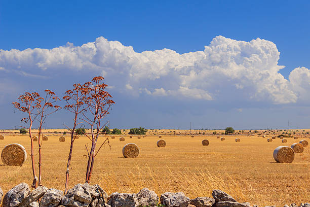 SUMMER.Alta Murgia Nationa Park: bales of hay. - (Apulia) ITALY- Alta Murgia National Park is a limestone plateau,with wide fields and rocky outcrops,grassland characterized by sheep paths,ancient carob tree,bushes of lentiscus plant and colourful wild orchids in spring. murge photos stock pictures, royalty-free photos & images