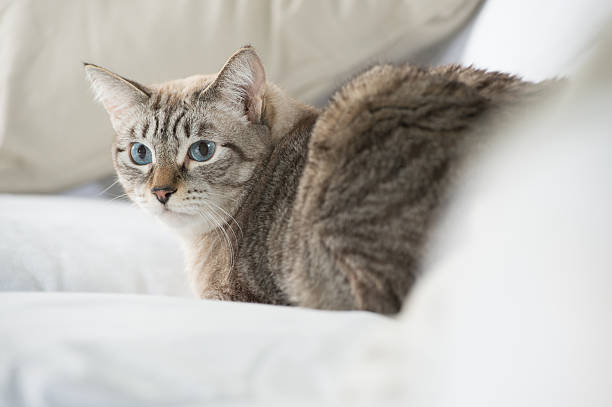 istock Cute tabby cat at home 591799936