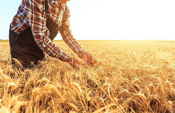 istock Farmer examining his crops before harvesting 591799984