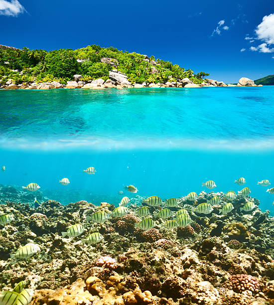istock Coral reef and fish at Seychelles 591801276