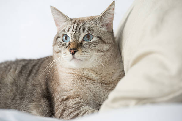 istock Cute tabby cat at home 591801786