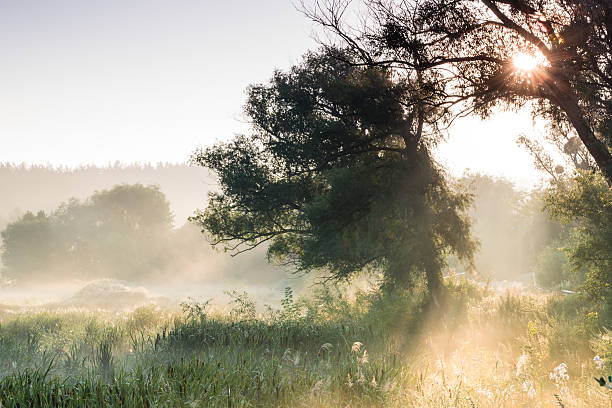 istock Misty dawn at the lake. 591805288
