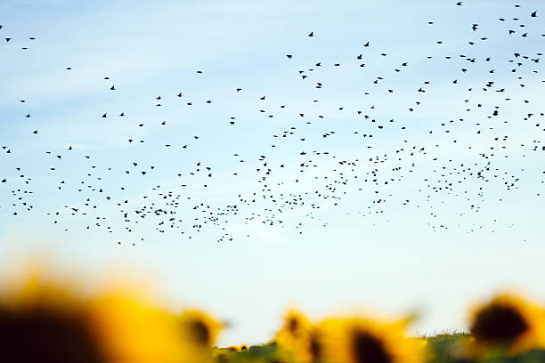 istock Migration of birds 591807118