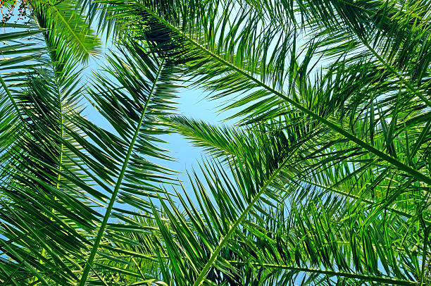 istock palm leaves and blue sky 591808362