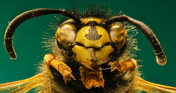 istock The red Wasp on green Background 591809054