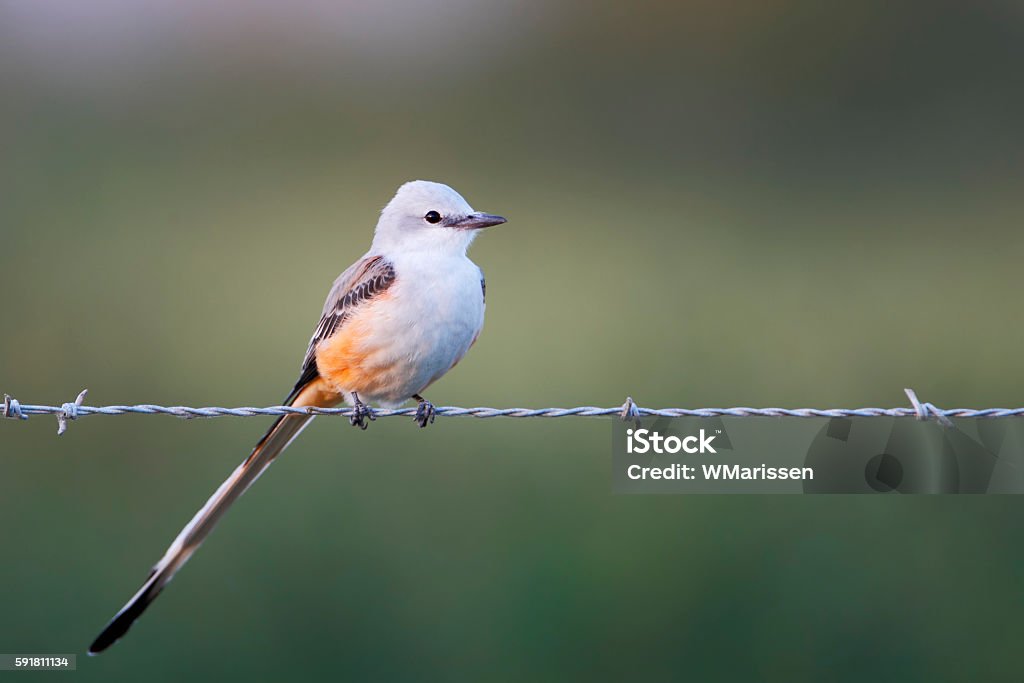 Scissor-tailed flycatcher (Tyrannus forficatus) on barbwire, Brazoria NWR, Texas, USA Bird Stock Photo