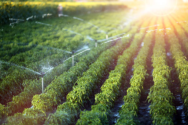 Irrigation system in function Irrigation system in function watering agriculutural plants irrigation equipment photos stock pictures, royalty-free photos & images