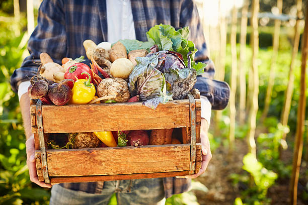istock Man carrying vegetables in crate at organic farm 591812140