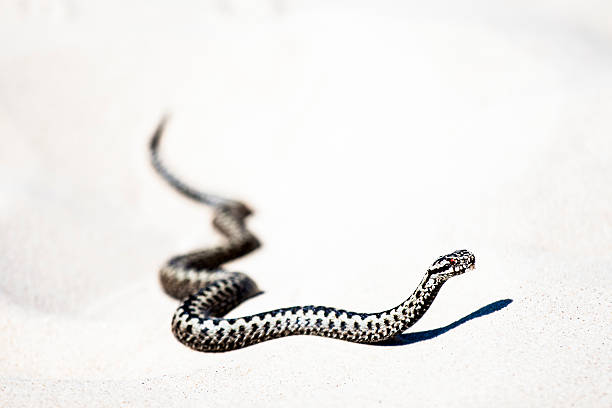 istock beautiful view of Vipera berus 591812800