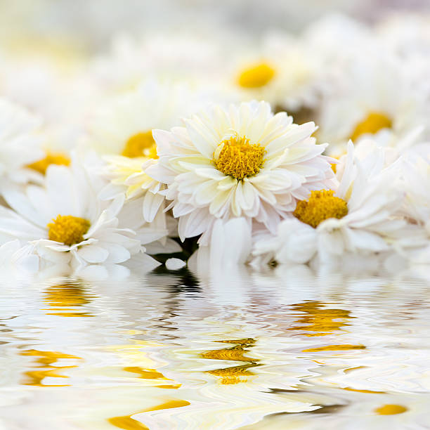 Close-up of white daisy chrysanthemum flowers on water surface. Abstract blossom background. Soft focus, shallow DOF.