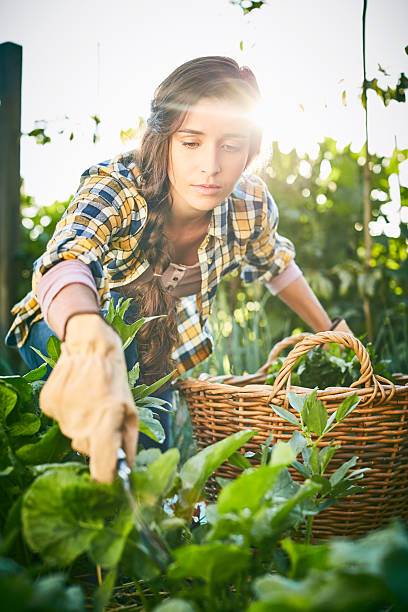 istock Concentrated woman harvesting while holding gardening fork at fa 591813992