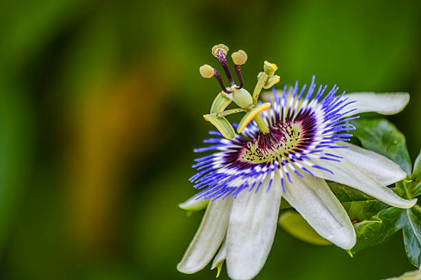 flor de paixão em florescer de perto - purple single flower flower photography - fotografias e filmes do acervo