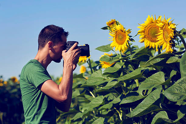 disfrutando de mi afición en girasol archivado - sunflower side view yellow flower fotografías e imágenes de stock