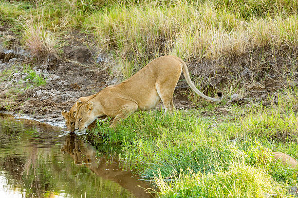 Thirsty Lioness and cub drinking water at wild from waterhole