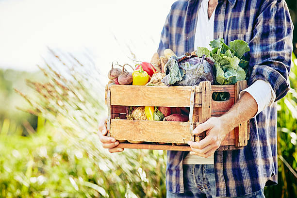 istock Midsection of man holding crate with harvested vegetables 591816804