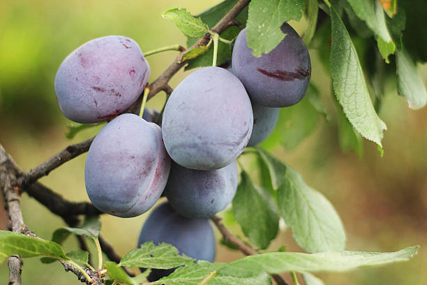 istock Ripe plum garden. 591816844