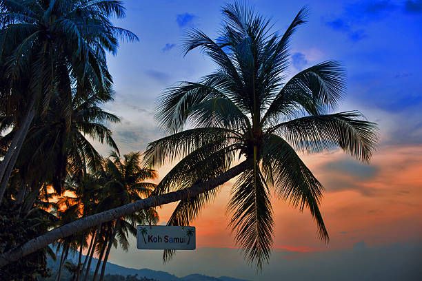 Palm Trees silhouettes on the Colorful Sky Sunset or Sunrise background. A white board hanging on the tree with Koh Samui inscription
