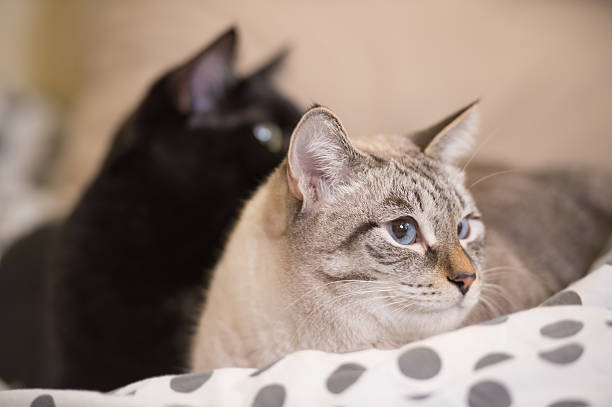 istock Two cute domestic short hair cats snuggle with one another 591817246