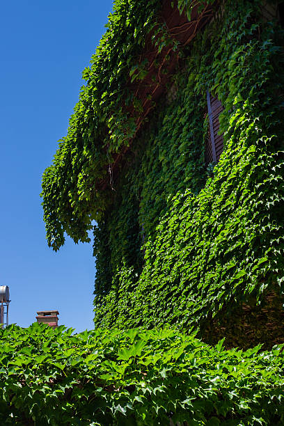 istock Wooden house covered by ivy 591817512