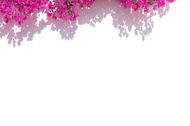 White wall and Bougainvillea