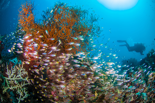 Tropical Fish on Coral Reef in Raja Ampat, Indonesia