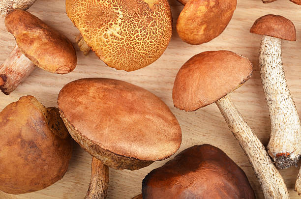 istock Wild forest mushroom on wooden board 591818524