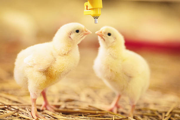 two little chicks drinking water - chicken hatchery imagens e fotografias de stock
