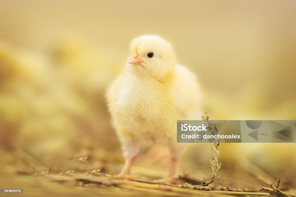 Small yellow chick standing Chicken at farm. Shallow DOF. Developed from RAW; retouched with special care and attention; Small amount of grain added for best final impression. 16 bit Adobe RGB color profile. Chicken Coop Stock Photo