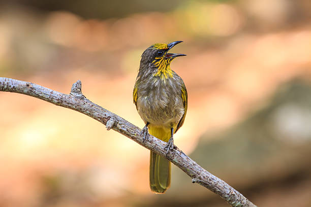 istock Stripe-throated Bulbul Bird, standing on a branch in nature 591819430