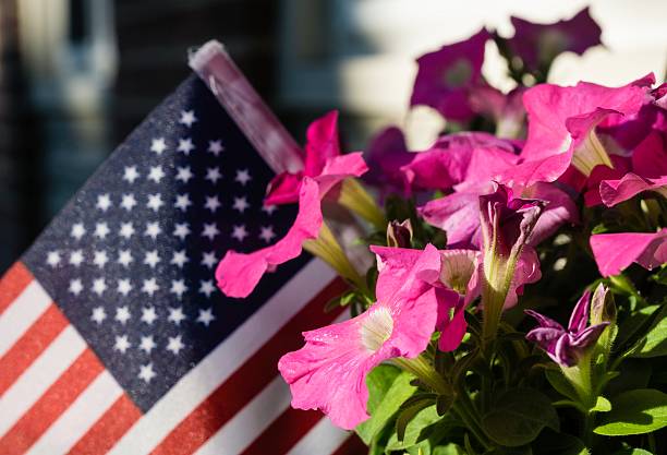 Patriotic Home, Petunias and American Flag Beautiful purple petunias in a flower pot with a patriotic American Flag. Selective focus on blooms. Nice patriotic summer or Fourth of July theme. american flag flowers stock pictures, royalty-free photos & images