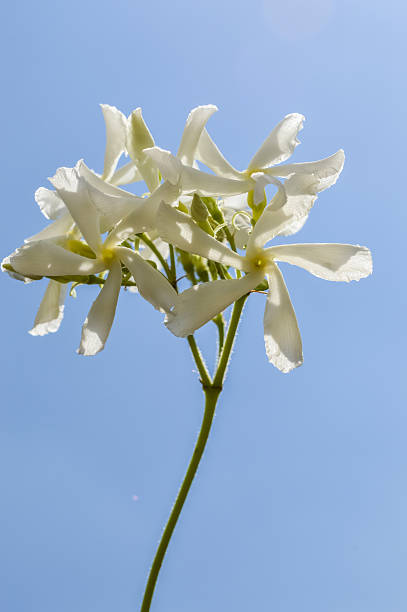 istock cluster of jasmine flowers on a twig 591821006