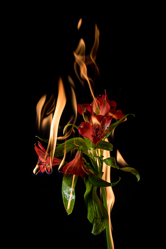 alstroemeria flower on fire with flames on black background