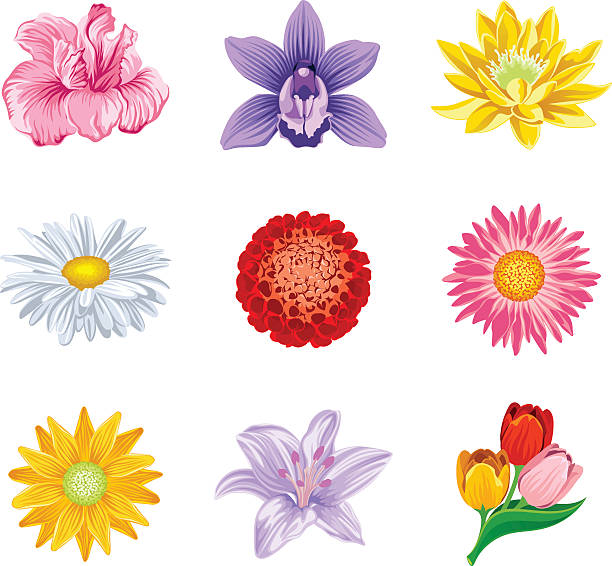 ilustraciones, imágenes clip art, dibujos animados e iconos de stock de establecer flor - flower single flower orange gerbera daisy