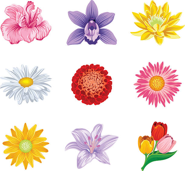 illustrations, cliparts, dessins animés et icônes de définir la fleur - single flower flower marguerite white background