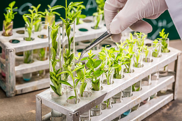 laboratório universitário explora novos métodos de reprodução de plantas - microscope medical exam healthcare and medicine science - fotografias e filmes do acervo
