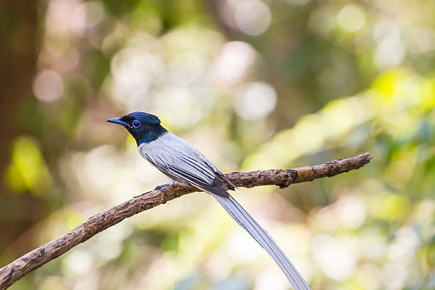 istock asian paradise flycatcher perching on a branch 591823328