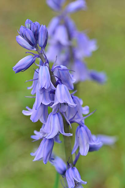 istock Scilla hispanica / Spanish Bluebells 591823436