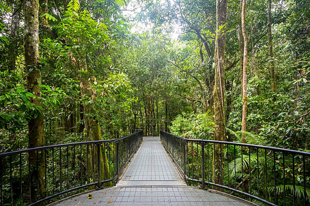 Mossman Gorge Dense rainforest in Mossman Gorge, Queensland, Australia mossman gorge stock pictures, royalty-free photos & images