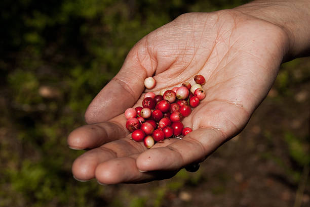 istock Berries cowberries on a palm 591824188
