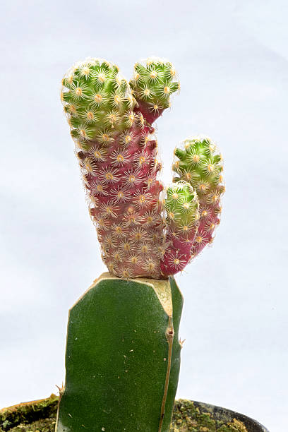 istock green cactus isolated on black background 591824858