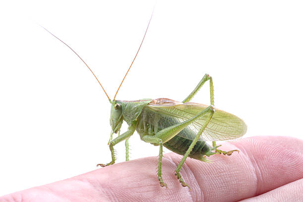 istock Green grasshopper on hand on a white background 591825338