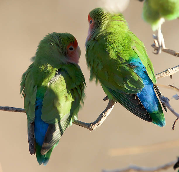 istock Rosy-faced Lovebird 591825386