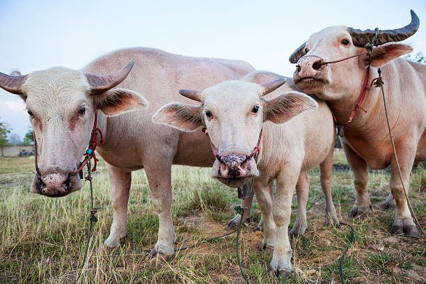 istock The albino buffalo 591825936