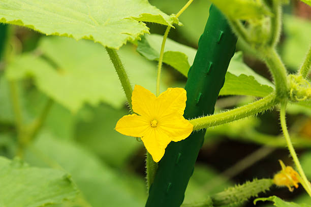 Cucumber Flower stock photo