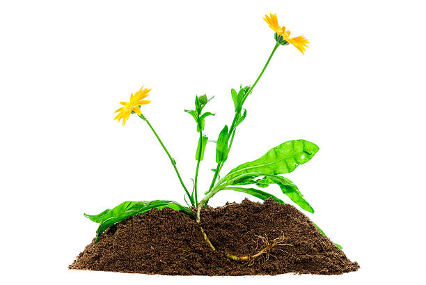 istock Green plant profile isolated 591826306