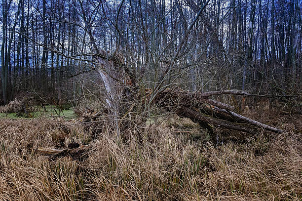 istock Tree bent by the wind in the Moor 591826400